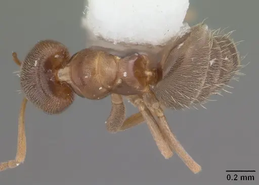 Brachymyrmex obscurior - CASENT0103624