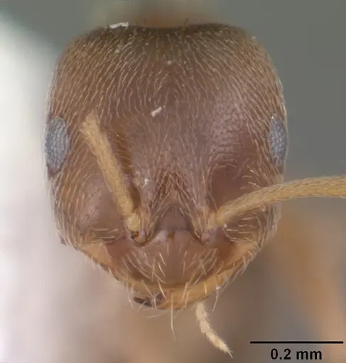 Brachymyrmex obscurior - CASENT0103624