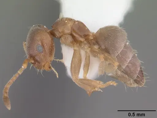 Brachymyrmex obscurior - CASENT0103624