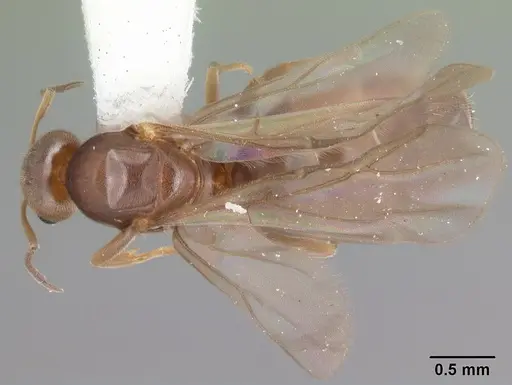 Brachymyrmex obscurior - CASENT0103640