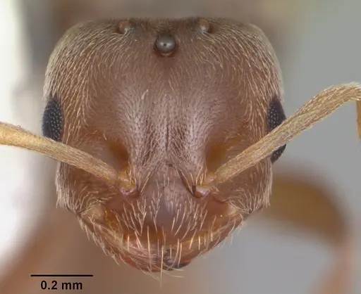 Brachymyrmex obscurior - CASENT0103640