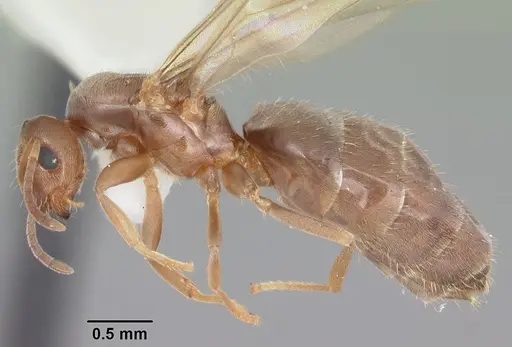 Brachymyrmex obscurior - CASENT0103640