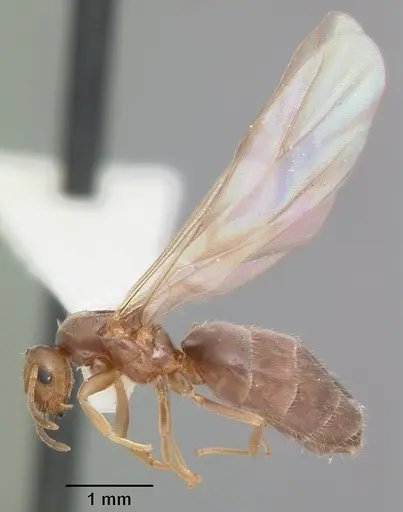 Brachymyrmex obscurior - CASENT0103640