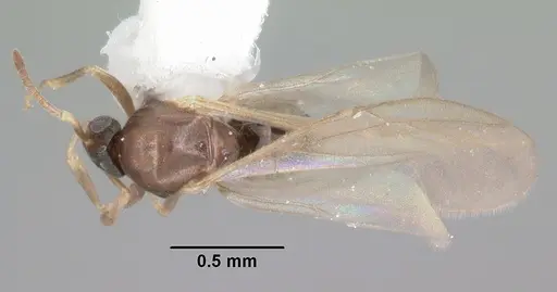 Brachymyrmex obscurior - CASENT0103641