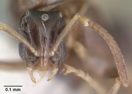 Brachymyrmex obscurior - CASENT0103641