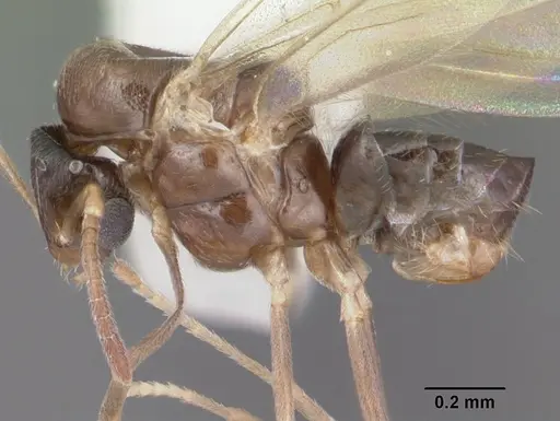Brachymyrmex obscurior - CASENT0103641