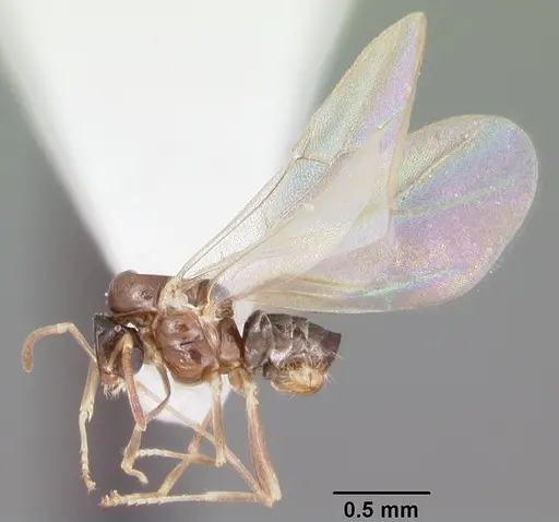 Brachymyrmex obscurior - CASENT0103641