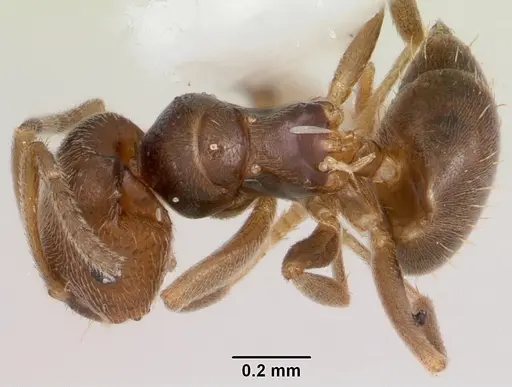 Brachymyrmex obscurior - CASENT0104889