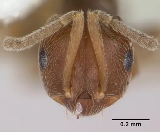 Brachymyrmex obscurior - CASENT0104889