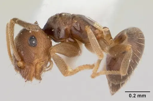 Brachymyrmex obscurior - CASENT0104889
