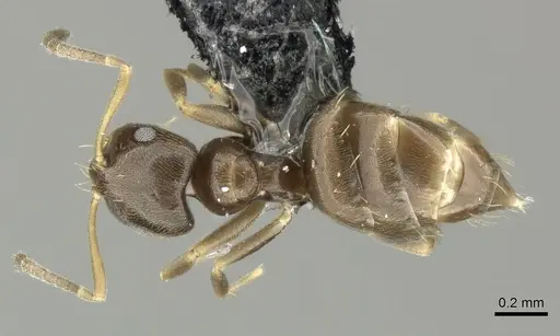 Brachymyrmex obscurior - CASENT0219802