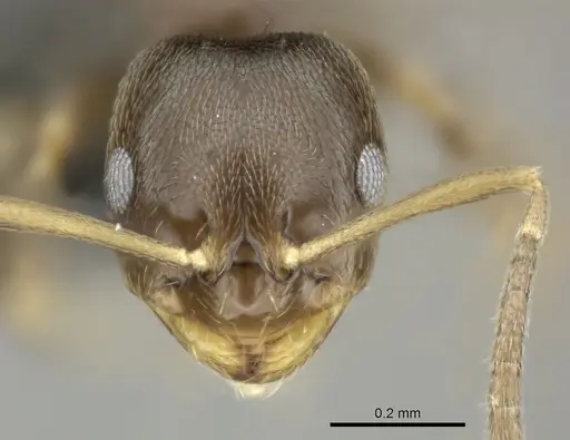 Brachymyrmex obscurior - CASENT0219802