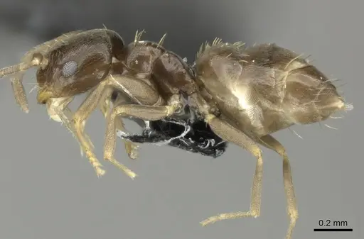 Brachymyrmex obscurior - CASENT0219802
