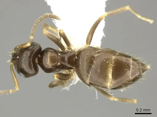 Brachymyrmex obscurior - CASENT0219804