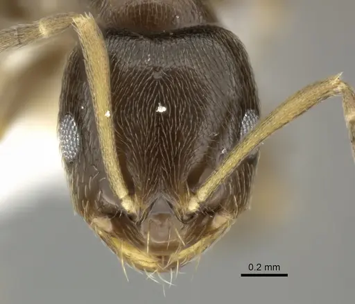 Brachymyrmex obscurior - CASENT0219804