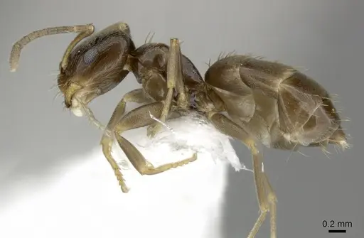 Brachymyrmex obscurior - CASENT0219804