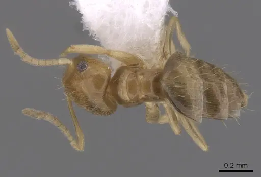 Brachymyrmex obscurior - CASENT0249949