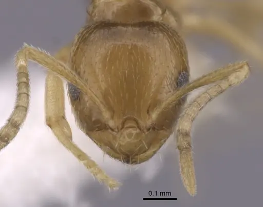Brachymyrmex obscurior - CASENT0249949