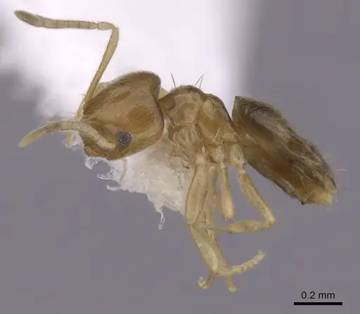 Brachymyrmex obscurior - CASENT0249949