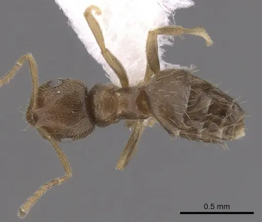 Brachymyrmex obscurior - CASENT0249950