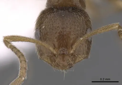 Brachymyrmex obscurior - CASENT0249950