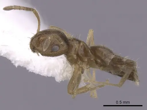 Brachymyrmex obscurior - CASENT0249950