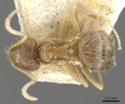 Brachymyrmex obscurior - CASENT0903120
