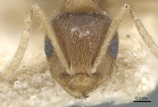 Brachymyrmex obscurior - CASENT0903120