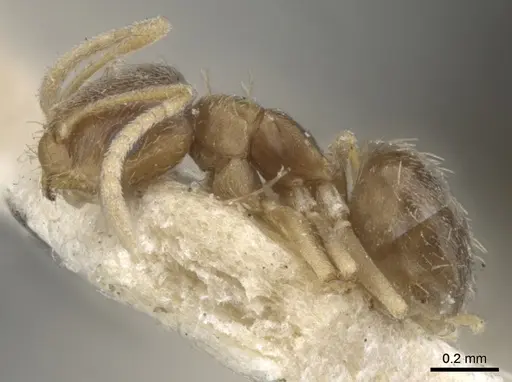Brachymyrmex obscurior - CASENT0903120