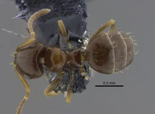Brachymyrmex obscurior - CBUMAGENT41833