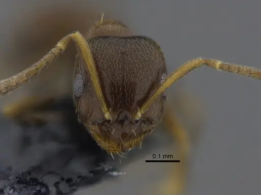 Brachymyrmex obscurior - CBUMAGENT41833