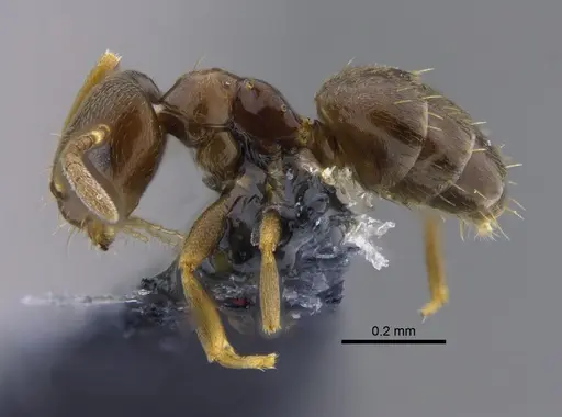 Brachymyrmex obscurior - CBUMAGENT41833