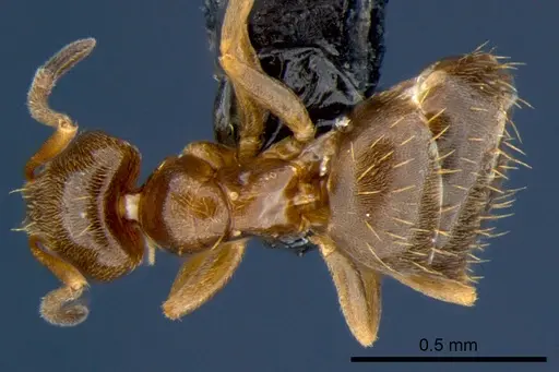 Brachymyrmex obscurior - CSIRONC0190