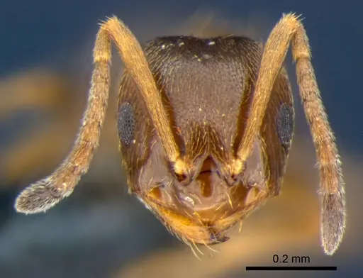 Brachymyrmex obscurior - CSIRONC0190