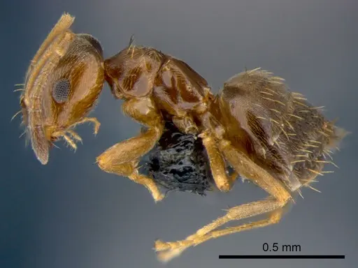 Brachymyrmex obscurior - CSIRONC0190