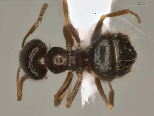 Brachymyrmex obscurior - ECOFOG-PAT19-0073-05