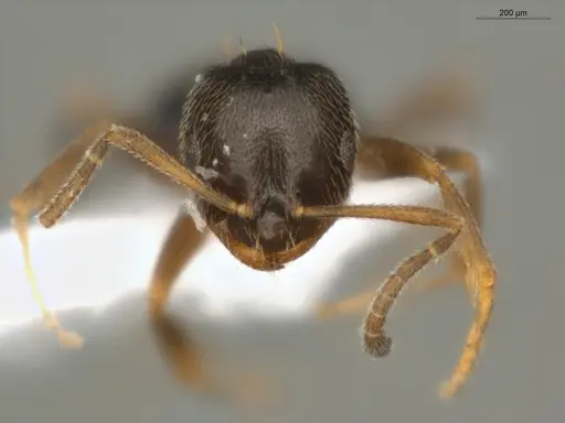 Brachymyrmex obscurior - ECOFOG-PAT19-0073-05