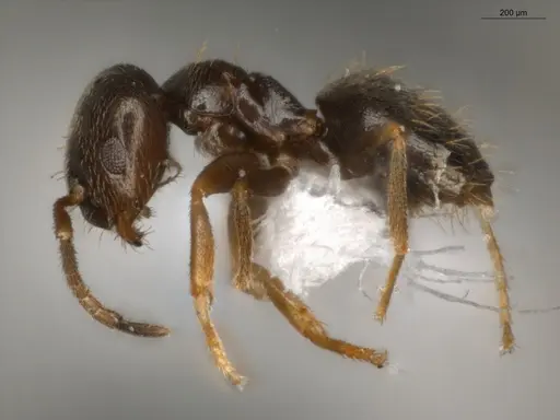 Brachymyrmex obscurior - ECOFOG-PAT19-0073-05