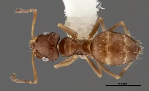 Brachymyrmex obscurior - FMNHINS0000062857
