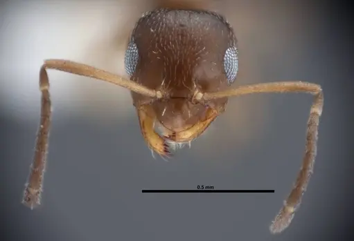 Brachymyrmex obscurior - FMNHINS0000062857