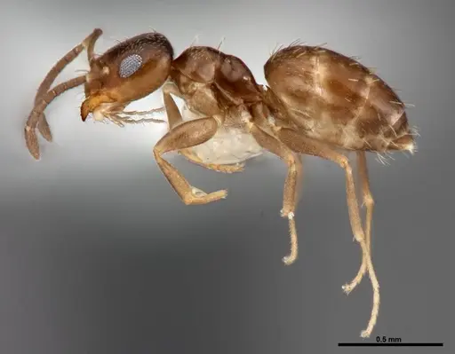 Brachymyrmex obscurior - FMNHINS0000062857