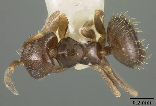 Brachymyrmex obscurior - USNMENT00441905