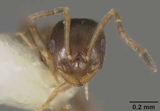 Brachymyrmex obscurior - USNMENT00441905