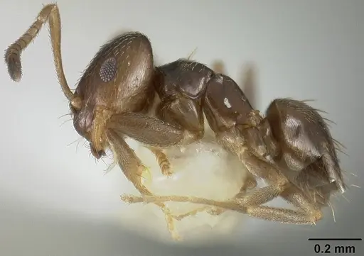 Brachymyrmex obscurior - USNMENT00441905