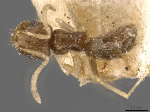 Brachymyrmex obscurior - USNMENT00757132