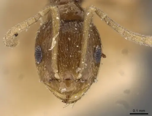 Brachymyrmex obscurior - USNMENT00757132