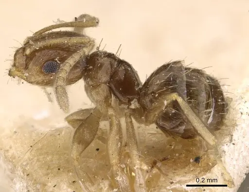 Brachymyrmex obscurior - USNMENT00757132