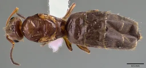 Brachymyrmex patagonicus specimen