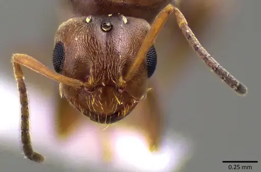 Brachymyrmex patagonicus specimen