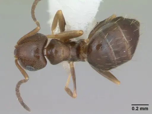 Brachymyrmex patagonicus - CASENT0173480